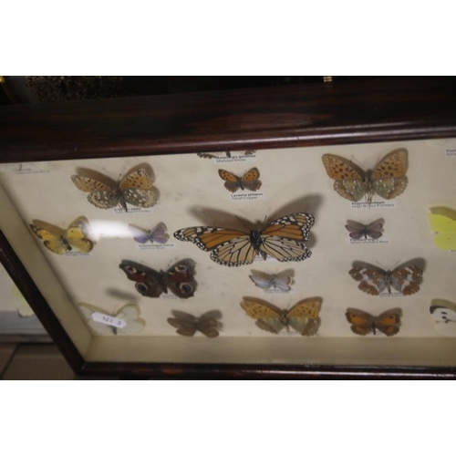 538 - A QUANTITY OF FRAMED BUTTERFLIES (TRAYS NOT INCLUDED)