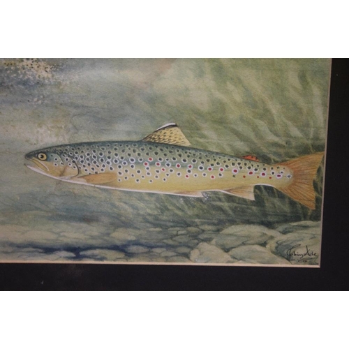1 - FRAMED WATERCOLOUR OF A TROUT, WITH A FISHING FLY