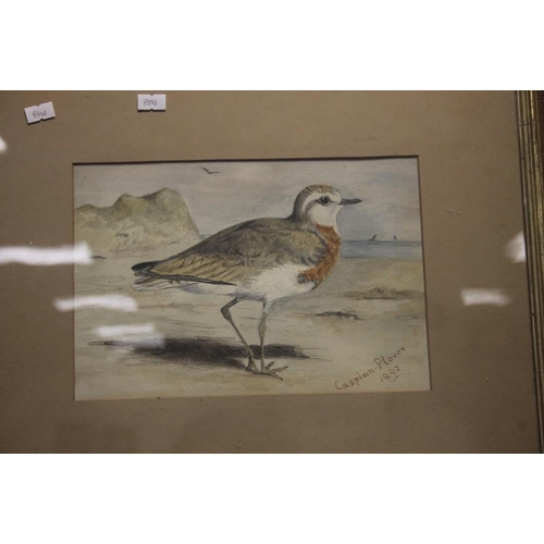 3 - A FRAMED WATERCOLOUR OF A CASPIAN PLOVER, DATED 1892, 47 X 38 CM INCLUDING FRAME