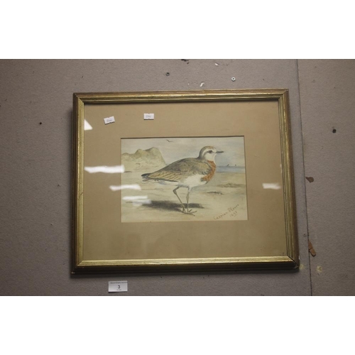 3 - A FRAMED WATERCOLOUR OF A CASPIAN PLOVER, DATED 1892, 47 X 38 CM INCLUDING FRAME