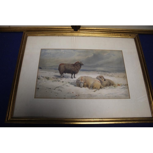 2 - A PAIR OF WATERLCOLOURS OF SDHEEP SIGNED WAINEWRIGHT 1841 TOGETHER WITH A SIMILAR UNSIGNED EXAMPLE