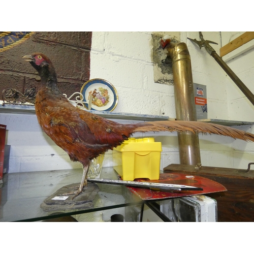 164 - TAXIDERMY PHEASANT