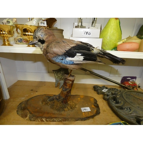 191 - TAXIDERMY BIRD