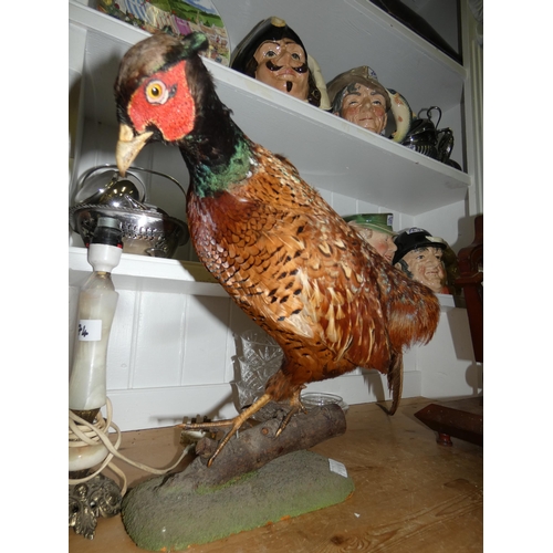 147 - TAXIDERMY PHEASANT