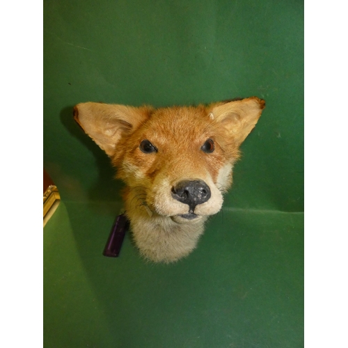 55 - TAXIDERMY FOX