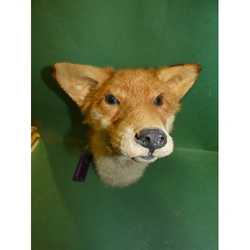 55 - TAXIDERMY FOX