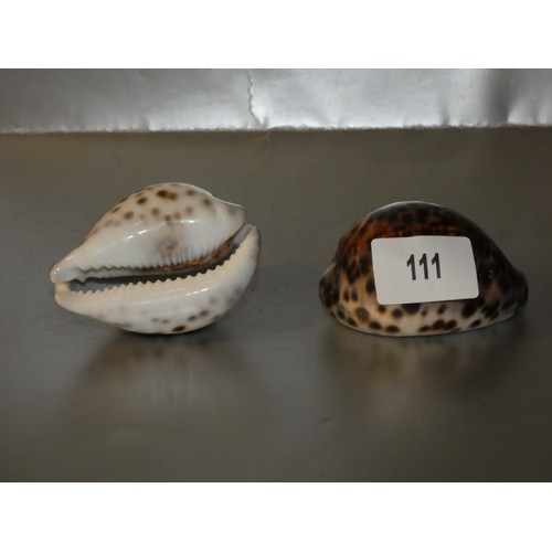 111 - 2 large cowrie shells