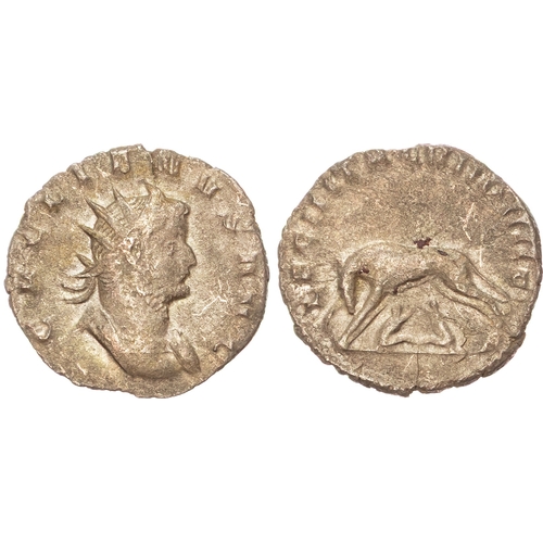 Lot 55        