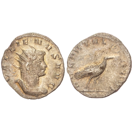 Lot 59        
