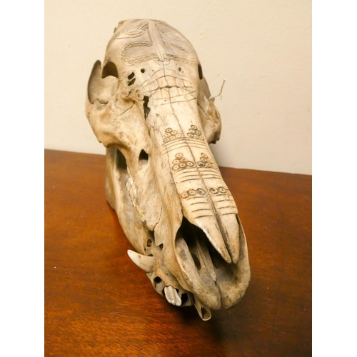 849 - An early animal skull worked as a scrimshaw with native symbols