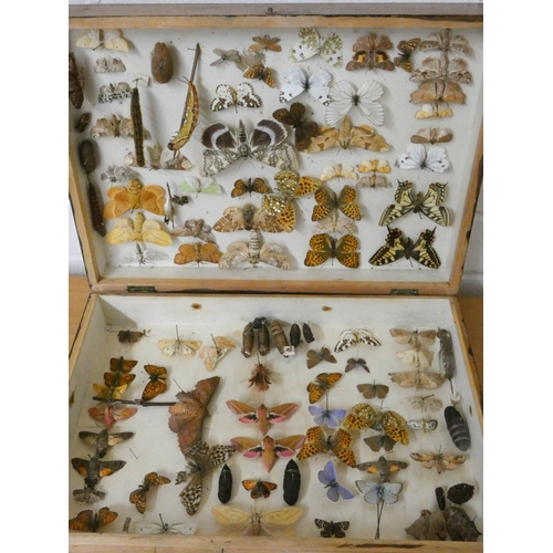 78 - A case of assorted butterflies