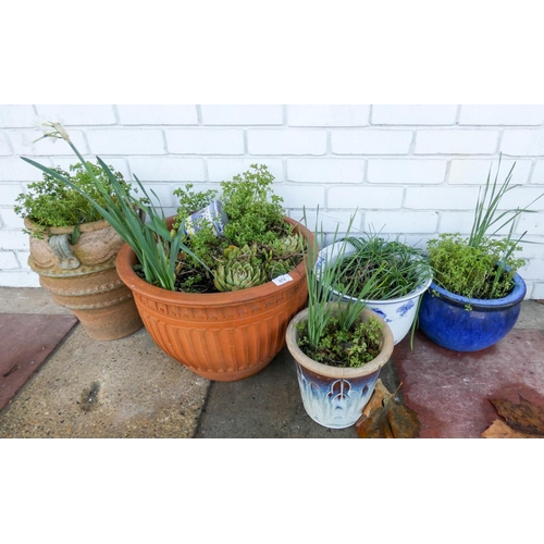 372 - Two large clay garden pots containing plants and three ceramic pots containing plants