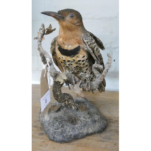 8 - A taxidermy of a Northern Flicker Woodpecker...