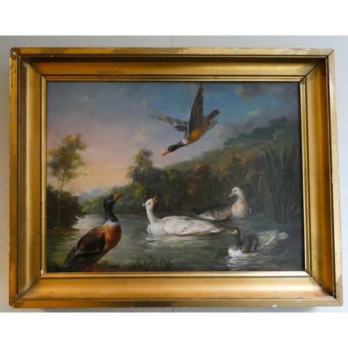 263 - A 20th century oil on board depicting ducks on a river, signed lower right Jonathan Guinness, image ... 