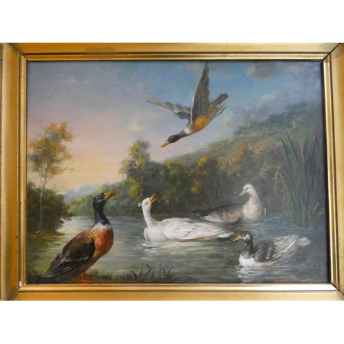 263 - A 20th century oil on board depicting ducks on a river, signed lower right Jonathan Guinness, image ... 