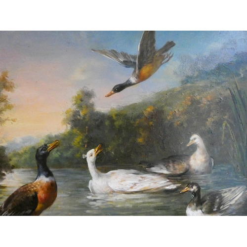 263 - A 20th century oil on board depicting ducks on a river, signed lower right Jonathan Guinness, image ... 