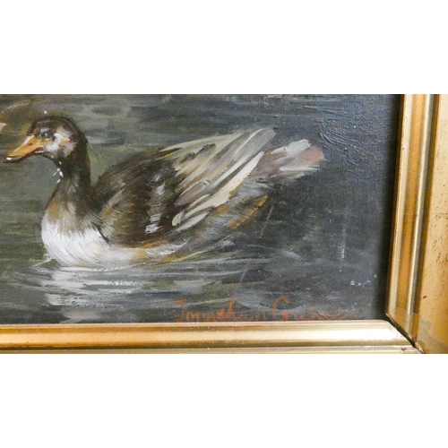 263 - A 20th century oil on board depicting ducks on a river, signed lower right Jonathan Guinness, image ... 