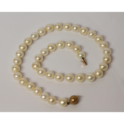 647 - A uniform row of cultured pearls with gold bead clasp. 45 cms long approx.