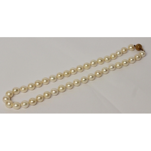 647 - A uniform row of cultured pearls with gold bead clasp. 45 cms long approx.