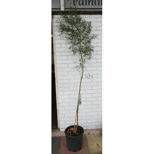 821 - A Eucalyptus tree in pot, approximately 9' tall