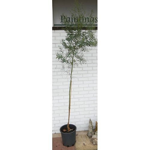 822 - A Eucalyptus tree in pot, approximately 9' tall