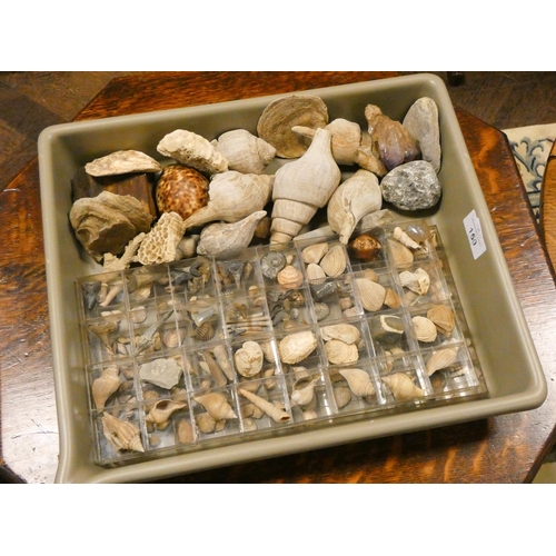 150 - A quantity of assorted seashells