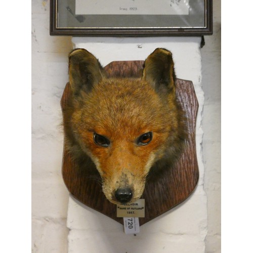 720 - A fox mask, mounted on an oak shield with plaque - 1927 Duke of Rutland, Belvoir - label verso for '... 