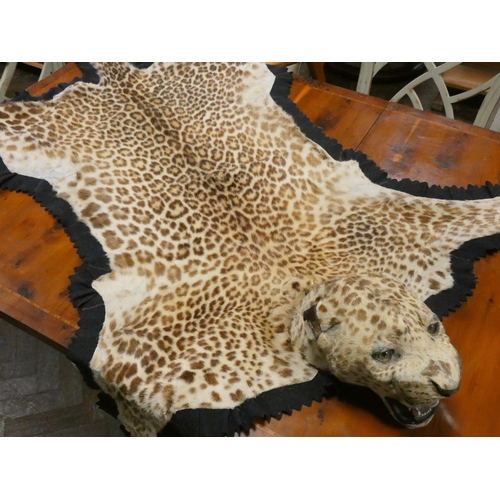 256 - Early 20th century Van Ingen Leopard skin rug with full head mount, named to underside Van Ingen & V... 