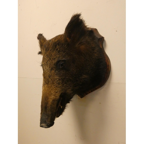 176 - A wall mounted boars head