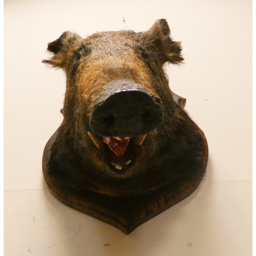 176 - A wall mounted boars head