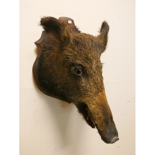 176 - A wall mounted boars head