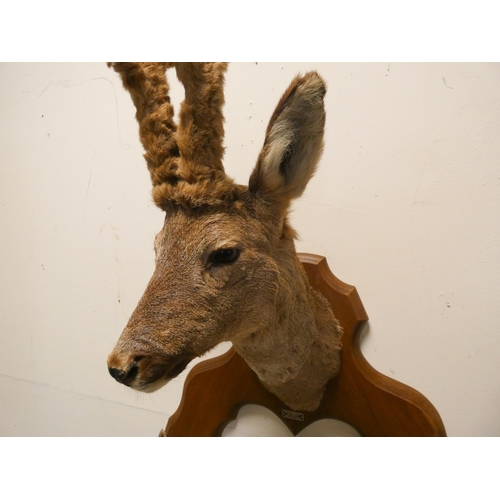 195 - A French taxidermy Roebuck head and hoof hall coat hook by Roland Brillot