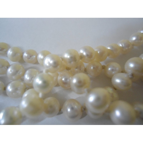 225 - Choker Pearls, All Similar with Silver Clasp