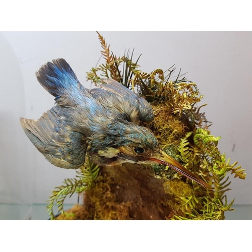 591 - Antique Taxidermy of Kingfisher Under Glass Dome