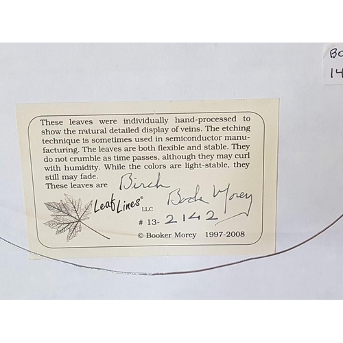 30 - Leaf Lines Art (x2) Booker Morey Artist (1997 - 2008) 'Cutleaf Birch Monochrome' (22.5cm x 31cm)