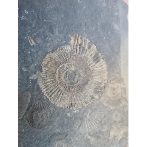 262 - Large Fossils Slate (Wall Ornament)