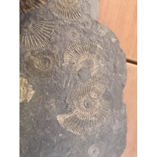 262 - Large Fossils Slate (Wall Ornament)