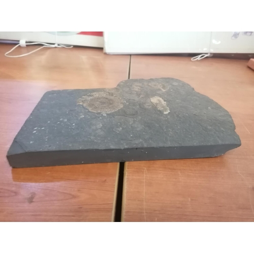 262 - Large Fossils Slate (Wall Ornament)