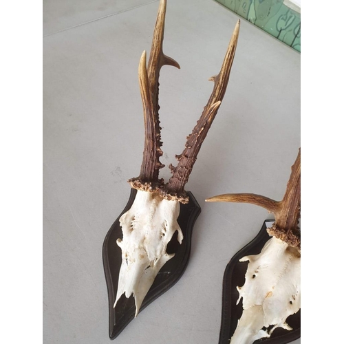 51 - Pair of Deer Antlers Mounted on Wood / Wall Hanging, From Germany (2)