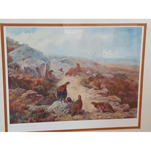 150A - Red Grouse Print of Work of Archibald Thorburn (1930) Print 325/500 (70cm x 59cm)