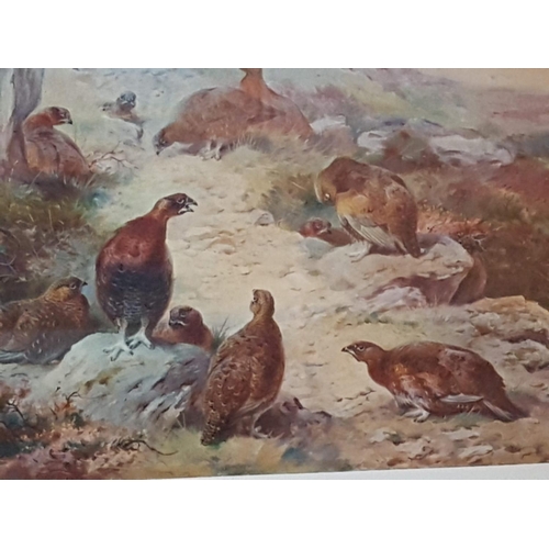 150A - Red Grouse Print of Work of Archibald Thorburn (1930) Print 325/500 (70cm x 59cm)