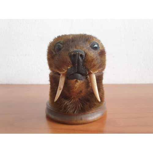 147 - Vintage Taxidermy Inkwell of Small Animal With Tusks, (Similar to Seal?) on Wooden Base (Ø 9cm, Over... 