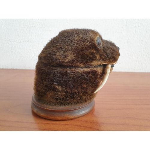 147 - Vintage Taxidermy Inkwell of Small Animal With Tusks, (Similar to Seal?) on Wooden Base (Ø 9cm, Over... 