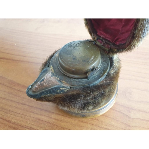 147 - Vintage Taxidermy Inkwell of Small Animal With Tusks, (Similar to Seal?) on Wooden Base (Ø 9cm, Over... 