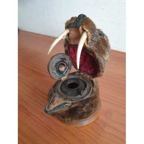 147 - Vintage Taxidermy Inkwell of Small Animal With Tusks, (Similar to Seal?) on Wooden Base (Ø 9cm, Over... 