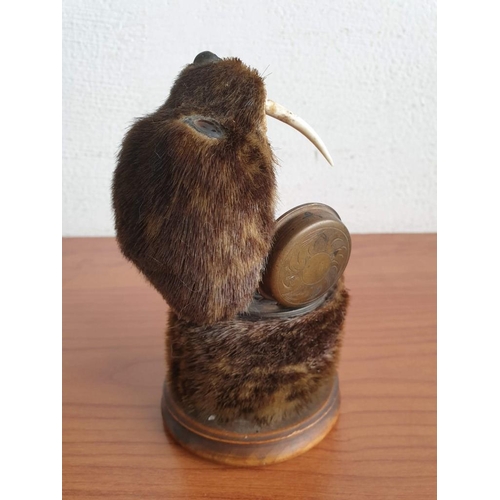 147 - Vintage Taxidermy Inkwell of Small Animal With Tusks, (Similar to Seal?) on Wooden Base (Ø 9cm, Over... 