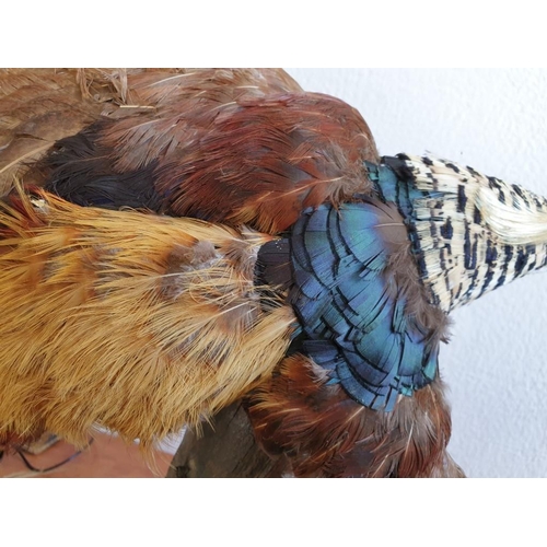 7 - Vintage Taxidermy of Pheasant on Wood (Max Height 47cm)