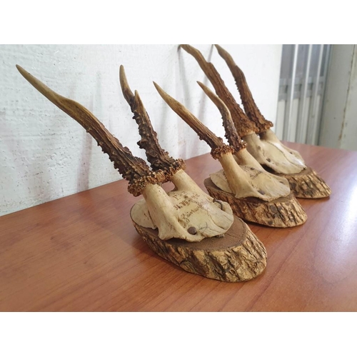 14 - 3 x Antique Deer Horns Mounted on Wood (2 - Dated 1912), (3)