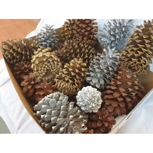 242 - 31 x Very Large Decorative Pine Cones