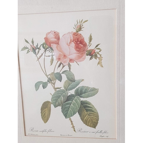 316 - Flowers and Fruit in Various Prints in Wooden Frames (33cm x 38cm, 35cm x 28.5cm, 35cm x 28.5cm)